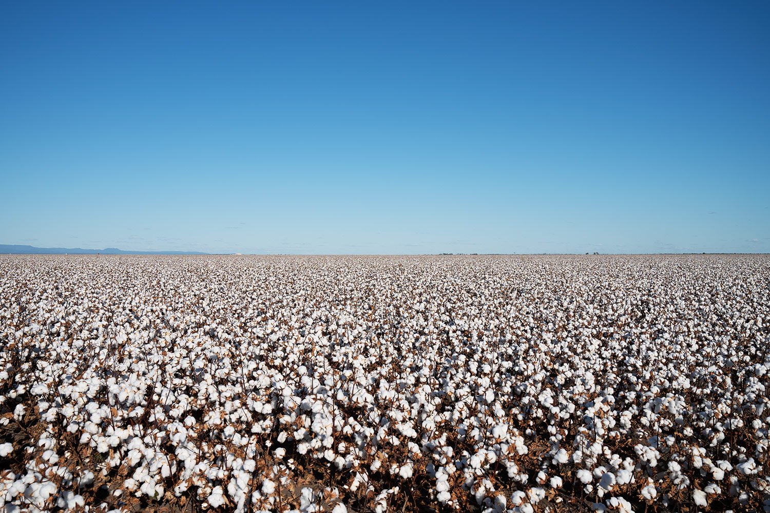Australian Cotton Examples Cotton Standards: What's the Difference and Does it Matter?