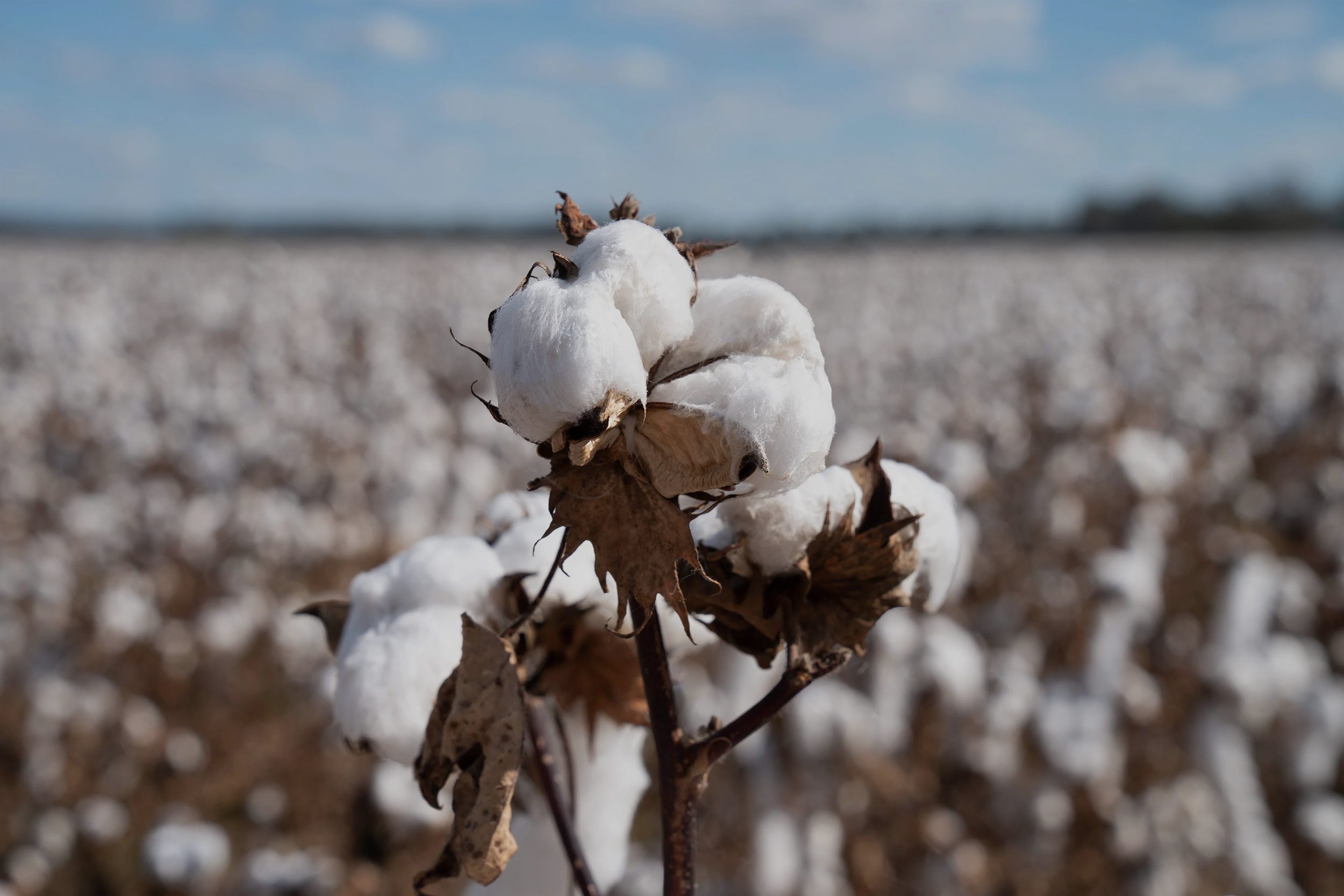 Cotton Standards: What's the difference & does it matter